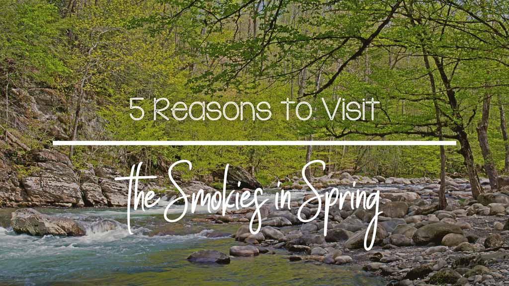 5 Reasons to Visit the Smokies in Spring