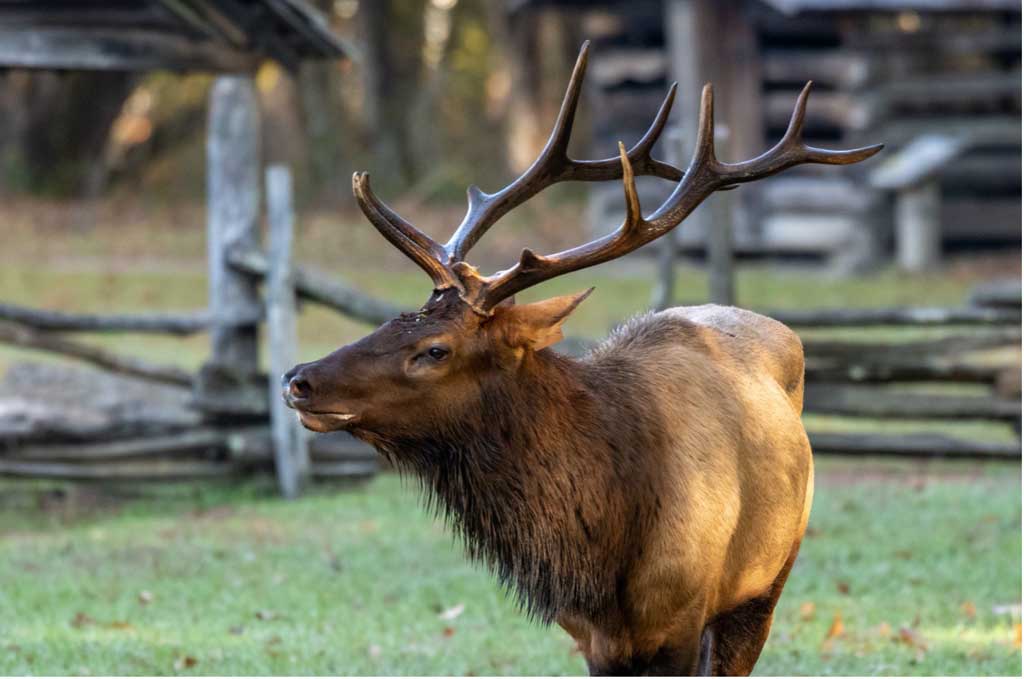 7 Unique Ways To Explore The Smoky Mountains