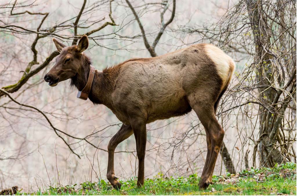 A Guide To Wilderness Wildlife Week