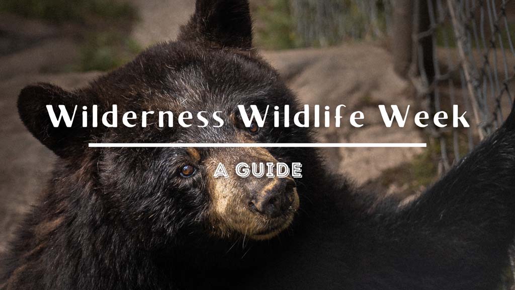 A Guide To Wilderness Wildlife Week