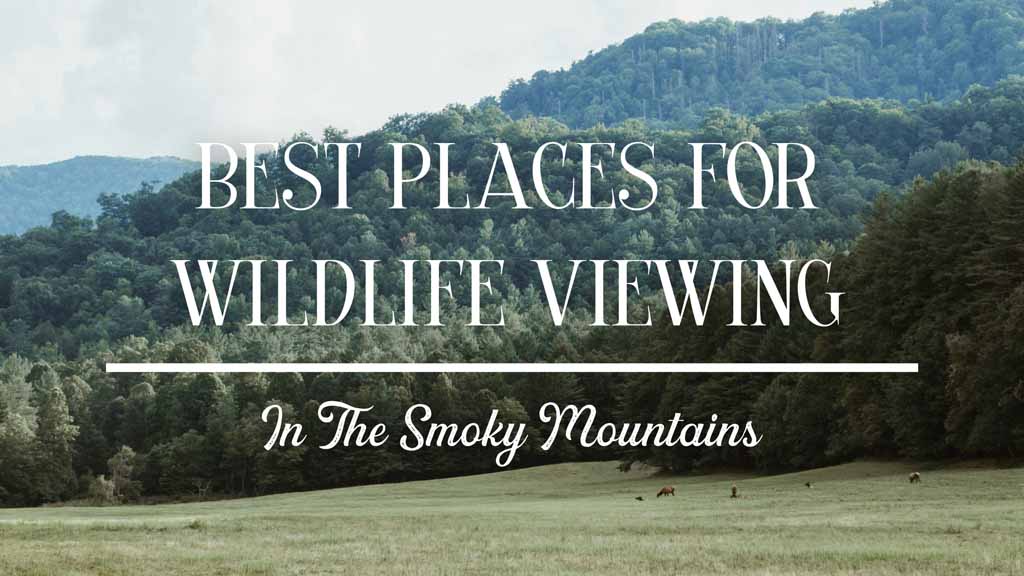 Best Places for Wildlife Viewing in the Smoky Mountains