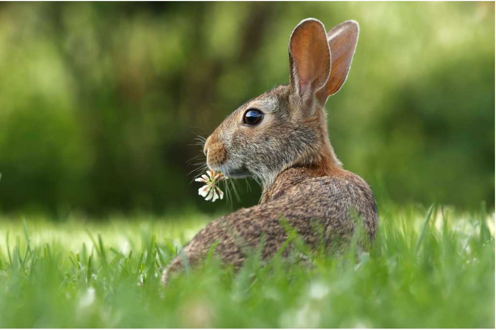 Easter in the Smoky Mountains