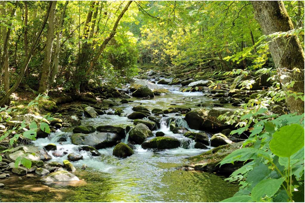 Fly Fishing The Smoky Mountains