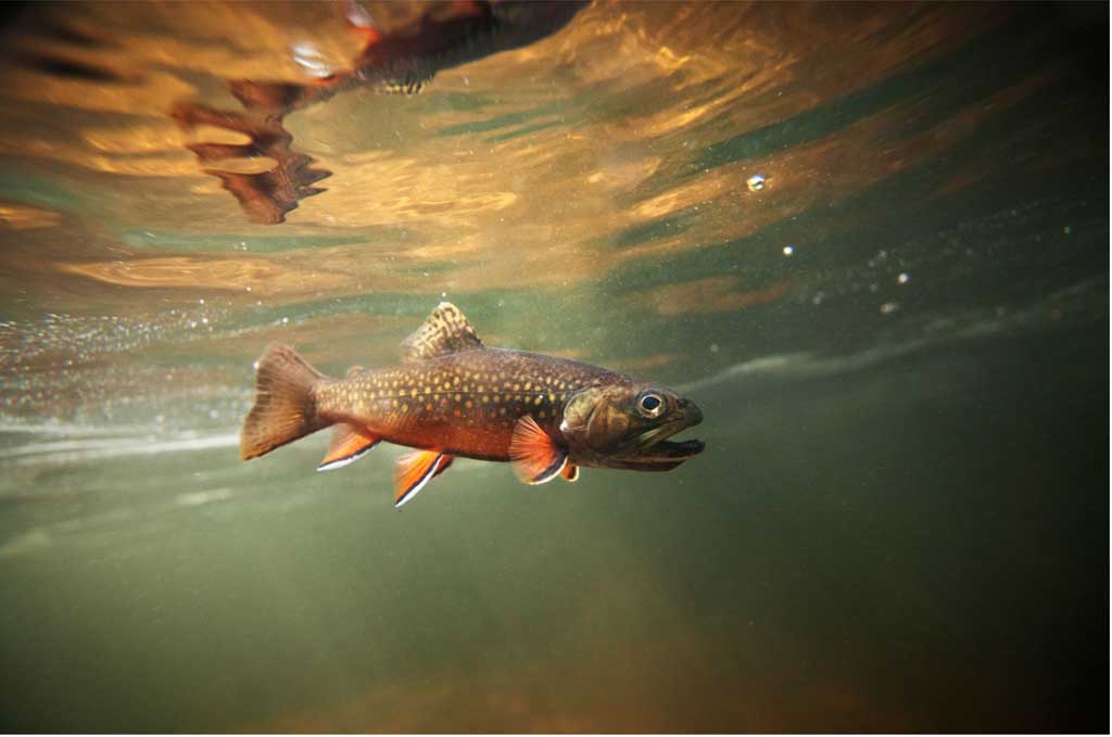 Fly Fishing The Smoky Mountains