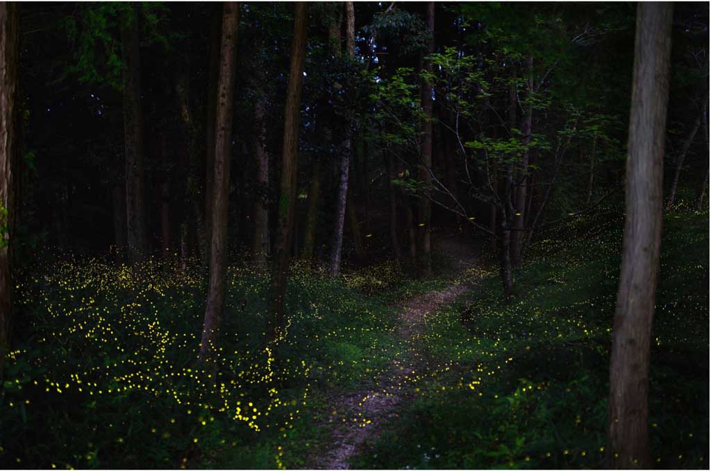 Synchronous Fireflies Of The Smokies