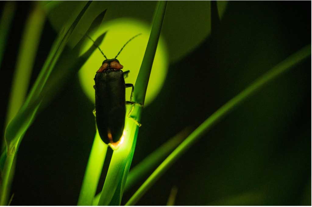 Synchronous Fireflies Of The Smokies