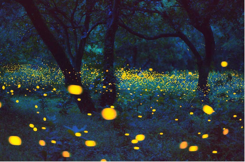 Synchronous Fireflies Of The Smokies