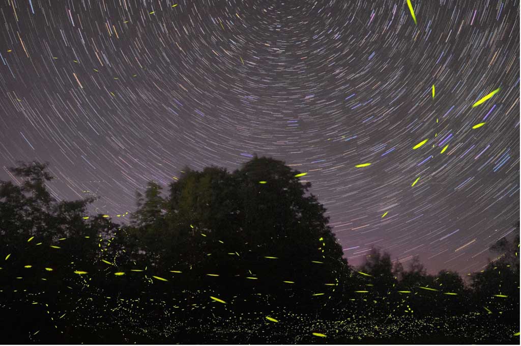 Synchronous Fireflies Of The Smokies