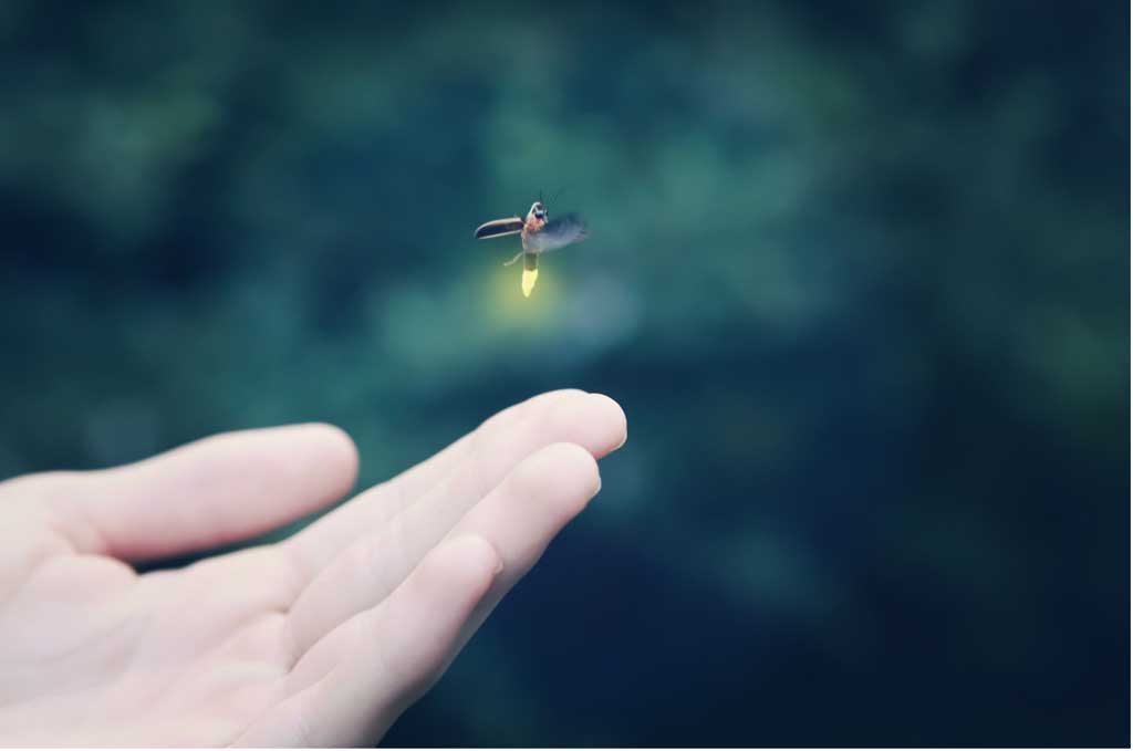 Synchronous Fireflies Of The Smokies