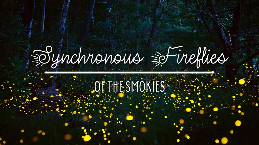 Synchronous Fireflies Of The Smokies